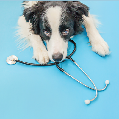 Veterinaria Veterinaria